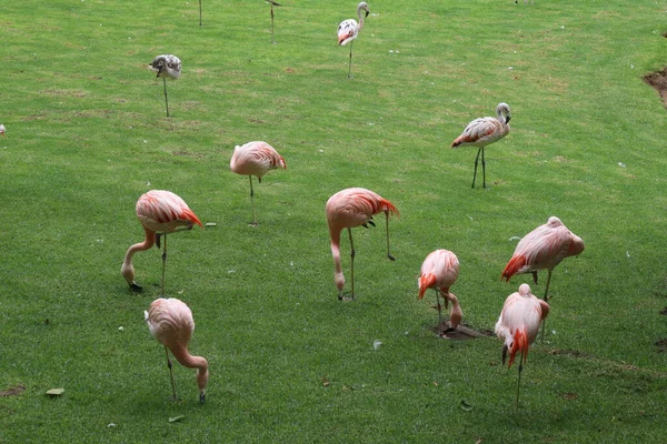 Różowe Flamingi Pięknym Krajobrazie Loro Park Hiszpania Teneryfa Wyspy Kanaryjskie — Zdjęcie stockowe