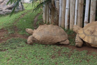 Loro Parque 'taki karasal kaplumbağa, Tenerife Kanarya Adaları, İspanya