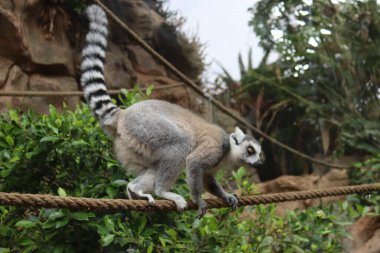 Halka kuyruklu lemur, Lemur catta, ipte oturuyor. Loro Parque, Tenerife Kanarya Adaları