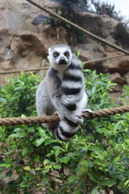 Halka kuyruklu lemur, Lemur catta, ipte oturuyor. Loro Parque, Tenerife Kanarya Adaları