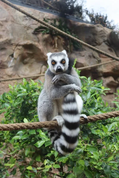 Ringsvansad Lemur Lemur Catta Sittande Ett Rep Loro Parque Teneriffa — Stockfoto