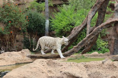 Tenerife, Beyaz Kaplan Loro Park, Loro Parque, Tenerife, Kanarya Adaları, İspanya