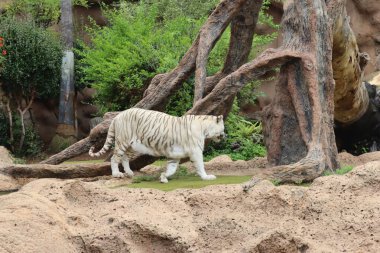 Tenerife, Beyaz Kaplan Loro Park, Loro Parque, Tenerife, Kanarya Adaları, İspanya