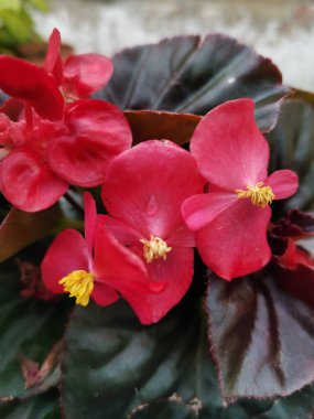 Houseplant begonia blooming with coral flowers, selective focus, horizontal orientation. clipart