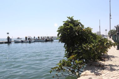 Güney Portekiz 'in Algarve bölgesindeki bir sahil kasabası olan Olhao' nun rıhtımında aydınlık bir yaz günü. Bereketli bir incir ağacı, küçük balıkçı teknelerinin limanın sakin sularında usulca yüzdüğü, kaldırımlı bir gezinti güvertesinin üzerine uzanır. Sahne yakalar