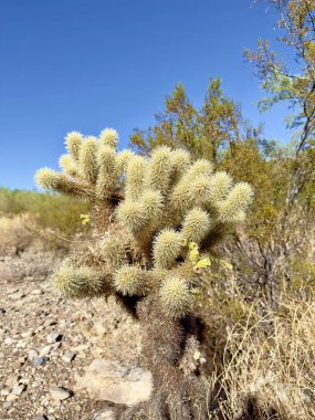 Güney Batı Amerika 'nın çorak Arizona çölünde Thorny Cholla Kaktüsü.