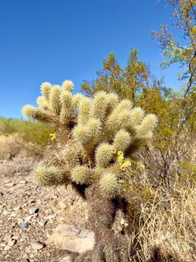 ABD 'nin güneybatı çöllerindeki Cholla Kaktüsü veya Jumping Cholla da burada, Scottsdale Arizona' da olduğu gibi kentsel alanlarda yetişir.