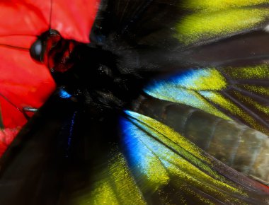 Malezya ormanlarından güzel, parlak renkli bir Raja Brooke Birdwing kelebeğinin yakın çekimi