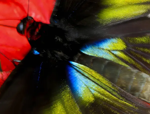 Malezya ormanlarından güzel, parlak renkli bir Raja Brooke Birdwing kelebeğinin yakın çekimi