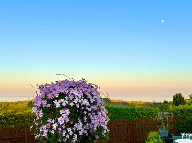 Gün batımında İrlanda Denizi 'nin üzerinde ay doğarken ve Onchan kasabasında Clematis adası çiçekleriyle bir kır bahçesinde büyüyen pergola