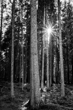 Sükunet Tek Krom Ormanı, Güneş Işığı Uzun Çam Ağaçları Arasında Doğal Orman