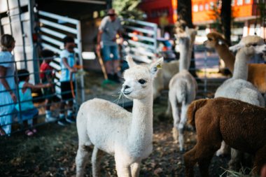 Canlı Evcil Hayvanat Bahçesindeki Büyüleyici Alpakalar Güneşli Bir Gün Hayvanat Bahçesinde Ziyaretçilerle Karşılaşıyor