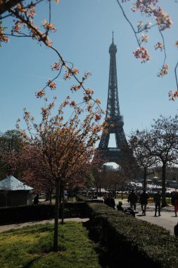 Eiffel Kulesi, açık mavi gökyüzü olan bir Paris parkındaki çiçek açan bahar ağaçları arasında.