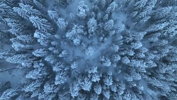 Aerial View Beautiful Pine Trees Snow Beautiful Winter Top View — Wideo stockowe