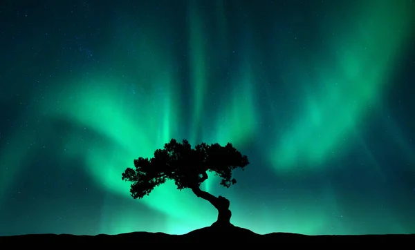 Northern lights over the alone tree at night. Aurora borealis and silhouette of beautiful tree on the hill. Winter landscape with polar lights, sky with stars and bright green aurora. Colorful scenery