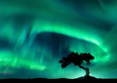 Geceleri tek başına ağacın üzerinde kuzey ışıkları. Aurora Borealis ve tepedeki güzel ağacın silueti. Kutup ışıklarıyla kış manzarası, yıldızlarla gökyüzü ve parlak yeşil aurora. Renkli manzara