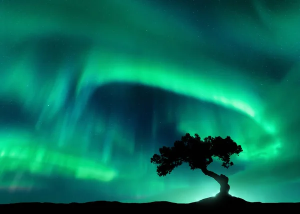 北方的灯罩在孤零零的树上在山上的北极光和美丽树的轮廓 冬季风景与极光 天空与星星和明亮的绿色极光 多彩的风景 — 图库照片
