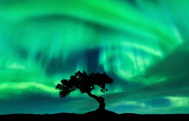 Geceleri tek başına ağacın üzerinde kuzey ışıkları. Aurora Borealis ve tepedeki güzel ağacın silueti. Kutup ışıklarıyla kış manzarası, yıldızlarla gökyüzü ve parlak yeşil aurora. Renkli manzara