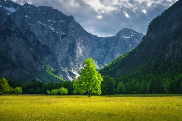 在斯洛文尼亚的洛加尔河谷 夏天黄昏时分 在山上的青山高山草地上 一棵孤零零的树 美丽的田野 自然背景 — 图库照片