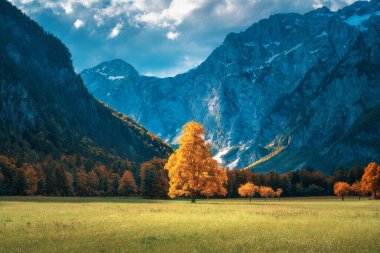 Slovenya 'nın Logar Vadisi' nde sonbaharda gün batımında dağlardaki çayırlarda portakal ağacı. Tarlanın güzel manzarası, yeşil çimenler, orman, kayalar, bulutlu mavi gökyüzü ve sonbaharda güneş ışığı. Doğa