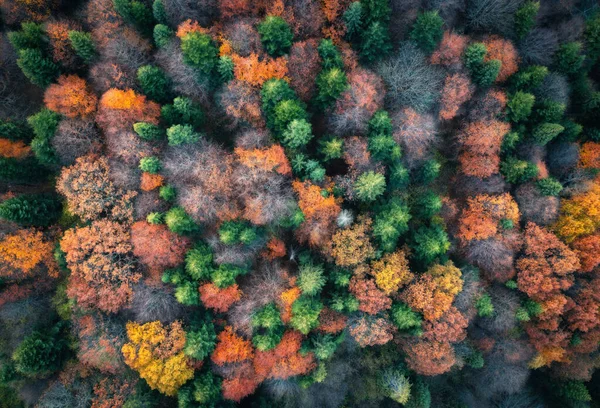 Flygfoto Över Vackra Färgglada Höstskog Ukraina Ovanifrån Från Drönare Röda — Stockfoto