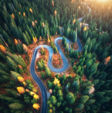 Gündoğumunda renkli sonbahar ormanlarında yılan yolunun havadan görünüşü. Dolomitler, İtalya. Ormandaki virajlı yolun en üst manzarası. Otoyolu olan güzel bir manzara, yeşil çam ağaçları, sonbaharda kırmızı yapraklar. Doğa