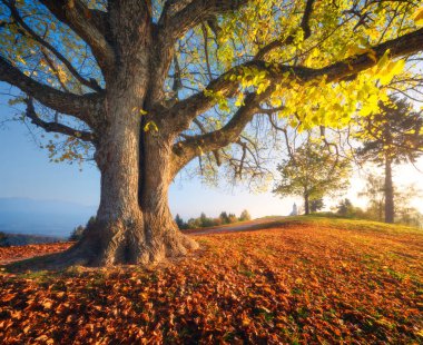 Sarı yapraklı güzel büyük bir ağaç, sonbaharda gündoğumunda kırmızı yapraklı patika ve küçük bir kilise. Slovenya 'da Alpler' de sabah. Sonbaharda ağaçlar, çayırlar ve şapelle manzara. Doğa. Seyahat