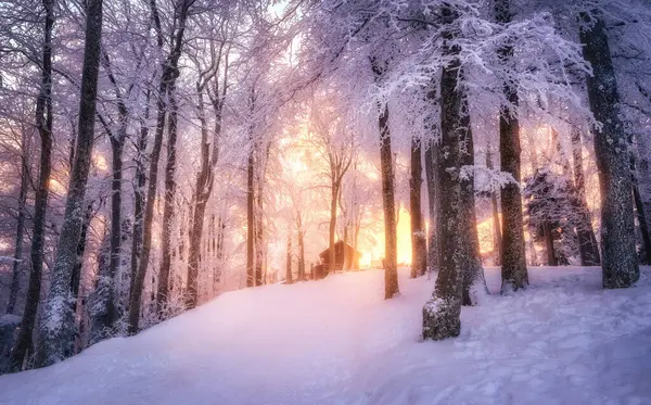 日没の素晴らしい冬の雪の森 夕方には黄金の太陽の下で木々とカラフルな風景 山の森の中の降雪 冬の森 雪に覆われた森と道 — ストック写真