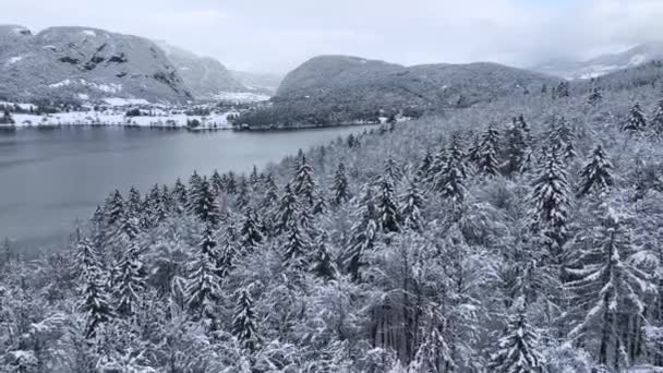 Вид Воздуха Красивый Лес Снегу Озеро Бохинь Словении Зимой Верхний — стоковое видео