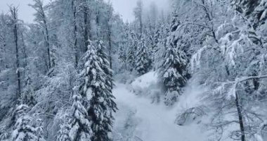 Güzel bir kış günü, sisli bir havada, karlı ormandaki yol manzarası. Kardaki ağaçların üst drone görüntüsü, patika. Dağdaki sisli ormanda kar yağışı. Rüzgarlı ormanlık. Karla kaplı orman. Çayırdaki ağaçlar