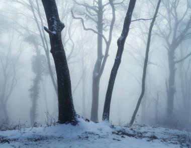 Güzel bir kışın alacakaranlıkta sisli, gizemli, karlı bir orman. Karda yaşlı sisli ağaçlarla dolu renkli bir manzara, alacakaranlıkta patika. Sisli ormanda kar yağışı. Rüzgarlı ormanlık. Gizemli karlı orman. Doğa