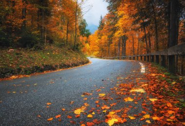 Altın sonbaharda güzel ormanda düşen yapraklarla dolu bir yol. Boş dağ yolu, yağmurda kırmızı ve turuncu yapraklı ağaçlar. Sonbahar mevsiminde ıslak yollarla dolu renkli bir manzara. Ulaşım