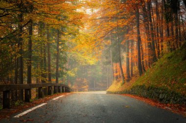 Altın sonbaharda güzel ormanda düşen yapraklarla dolu bir yol. Boş dağ yolu, yağmurda kırmızı ve turuncu yapraklı ağaçlar. Sonbahar mevsiminde ıslak yollarla dolu renkli bir manzara. Ulaşım