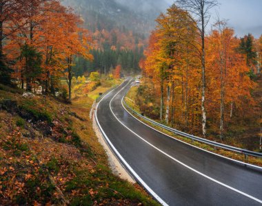 Altın sonbaharda güzel ormanda yol. Boş dağ yolu, yağmurda kırmızı ve turuncu yapraklı ağaçlar. Sonbaharda sisli ormanlarda ıslak yollarla dolu renkli bir manzara. Seyahat et. Yolculuk. Ulaşım