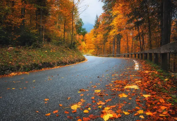 Altın sonbaharda güzel ormanda düşen yapraklarla dolu bir yol. Boş dağ yolu, yağmurda kırmızı ve turuncu yapraklı ağaçlar. Sonbahar mevsiminde ıslak yollarla dolu renkli bir manzara. Ulaşım