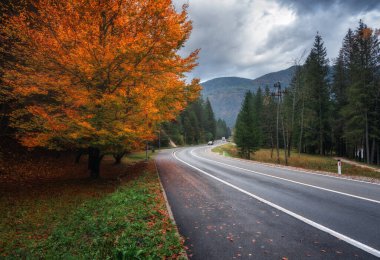 Altın sonbaharda yol ve güzel kırmızı ağaç. Boş dağ yolu, yağmur altında kırmızı ve turuncu yapraklı orman. Sonbahar mevsiminde dağlarda ıslak yollar olan renkli bir manzara. Seyahat et. Yolculuk