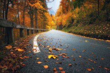 Altın sonbaharda güzel ormanda düşen yapraklarla dolu bir yol. Boş dağ yolu, yağmurda kırmızı ve turuncu yapraklı ağaçlar. Sonbahar mevsiminde ıslak yollarla dolu renkli bir manzara. Ulaşım