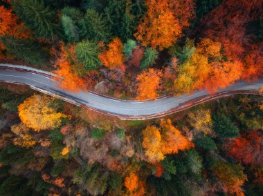 İtalya 'da altın sonbaharda kırmızı ve turuncu yapraklı ıslak kıvrımlı yol ve orman manzarası. Dönek alp yolunun en üst drone manzarası, sonbaharda renkli ağaçlar. Ormanın içinden geçen boş bir yol. Yol.