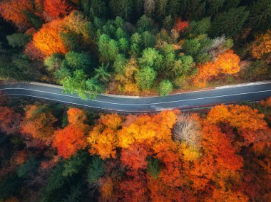 İtalya 'da altın sonbaharda kırmızı ve turuncu yapraklı ıslak kıvrımlı yol ve orman manzarası. Dönek alp yolunun en üst drone manzarası, sonbaharda renkli ağaçlar. Ormanın içinden geçen boş bir yol. Yol.