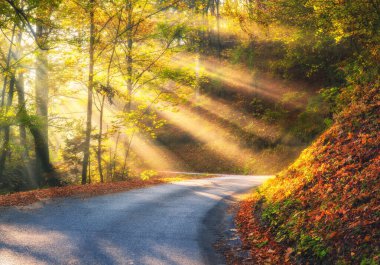 Turuncu ormanda, sisli ve güneşli yollarda altın sonbaharda gün doğumunda. Dolomitler, İtalya. Güzel dağ yolu, kadın, güneş ışığı, kırmızı ve turuncu yapraklar. Sonbaharda ormanda yol bomboş.