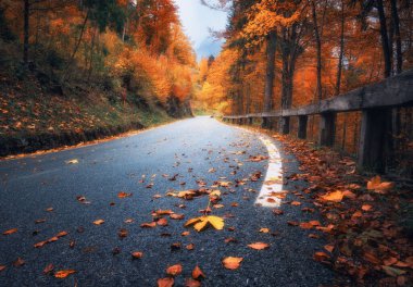 Altın sonbaharda güzel ormanda düşen yapraklarla dolu bir yol. Boş dağ yolu, yağmurda kırmızı ve turuncu yapraklı ağaçlar. Sonbahar mevsiminde ıslak yollarla dolu renkli bir manzara. Ulaşım