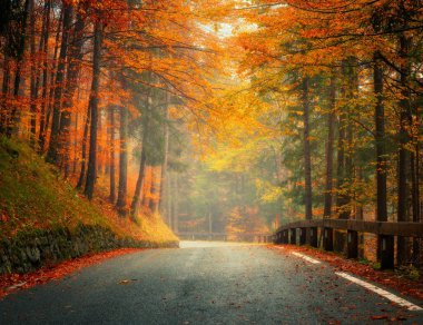 Altın sonbaharda güzel ormanda düşen yapraklarla dolu bir yol. Boş dağ yolu, yağmurda kırmızı ve turuncu yapraklı ağaçlar. Sonbahar mevsiminde ıslak yollarla dolu renkli bir manzara. Ulaşım