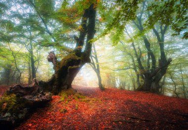 Sisli sonbahar ormanı. Sonbaharda yeşil ve kırmızı yapraklı büyüleyici ağaçların olduğu rüya gibi bir manzara. Gizemli sisli ormanın manzarası. Peri ormanı. Doğa. Ekim ayında renkli renkler