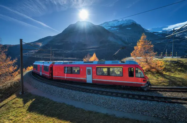 Kırmızı elektrikli yolcu treni İsviçre Alplerinde güneşli bir sonbahar gününde arka ışıkları, yüksek karlı dağları ve portakal ağaçlarıyla demiryolunda ilerliyor. Bernina Express, İsviçre sonbaharda. Mauntain pasosundaki tren