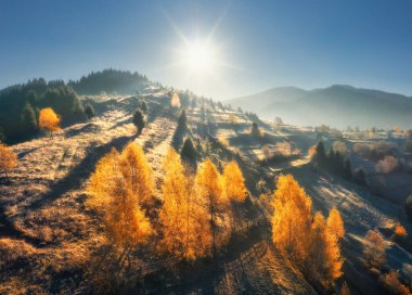 Dağlardaki güzel portakal ağaçlarının Ukrayna 'da sonbaharda gündoğumunda gökyüzü manzarası. Siste ağaçlar, güneş, çimenler, tarlalar ve çayırlar, mavi gökyüzü, sonbaharda orman olan renkli bir manzara. Doğa