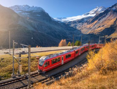 Kızıl Bernina Ekspres treni İsviçre Alpleri 'ndeki buzulun yakınındaki renkli sonbahar ormanlarından geçiyor. Mavi gökyüzü, altın ağaçlar ve karlı dağ zirveleri. İsviçre 'de seyahat et. Kırmızı tren ve portakal ağaçları