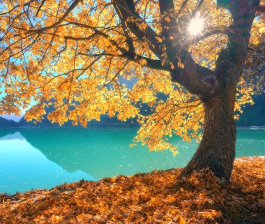 İsviçre 'de turkuaz gölü kıyısında altın yapraklarla kaplı sonbahar manzarası. Parlak güneş ışığı dalların arasından parlar, düşen turuncu ve kırmızı yapraklar zemini kaplar sonbaharda