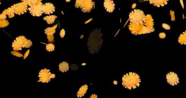 Marigold çiçeği siyah arka planda uçuyor.