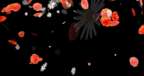 Ringelblume Und Chrysanthemenblume Fliegen Auf Schwarzem Hintergrund — Stockvideo