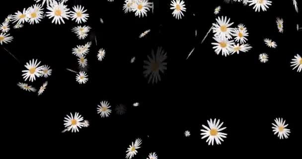 Flor Crisantemo Están Volando Sobre Fondo Negro — Vídeos de Stock